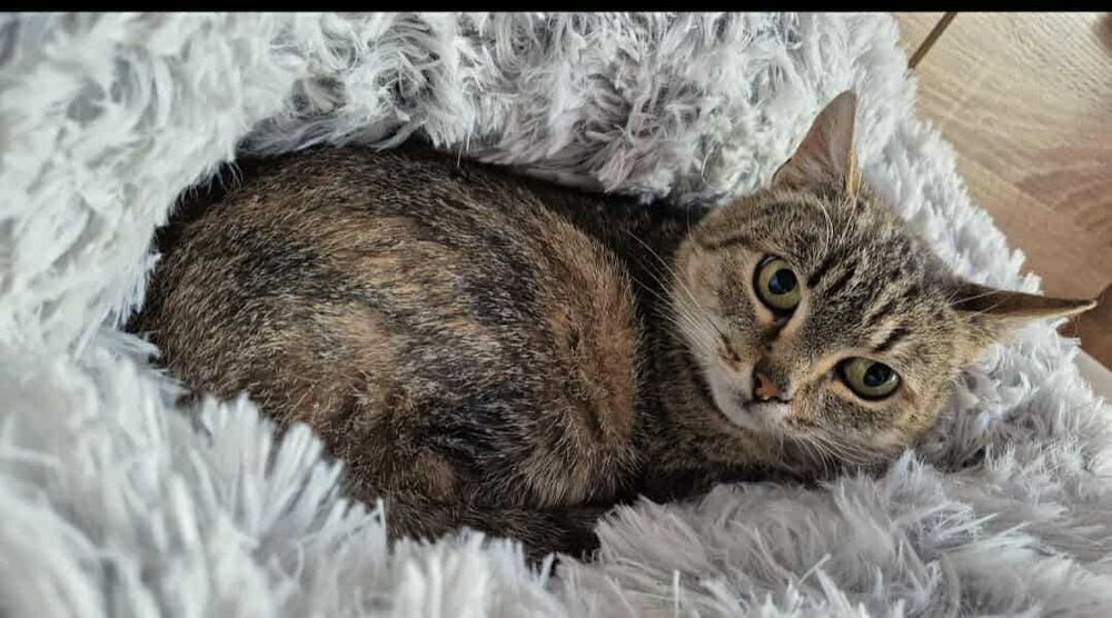 Trinity - koteczka do adopcji