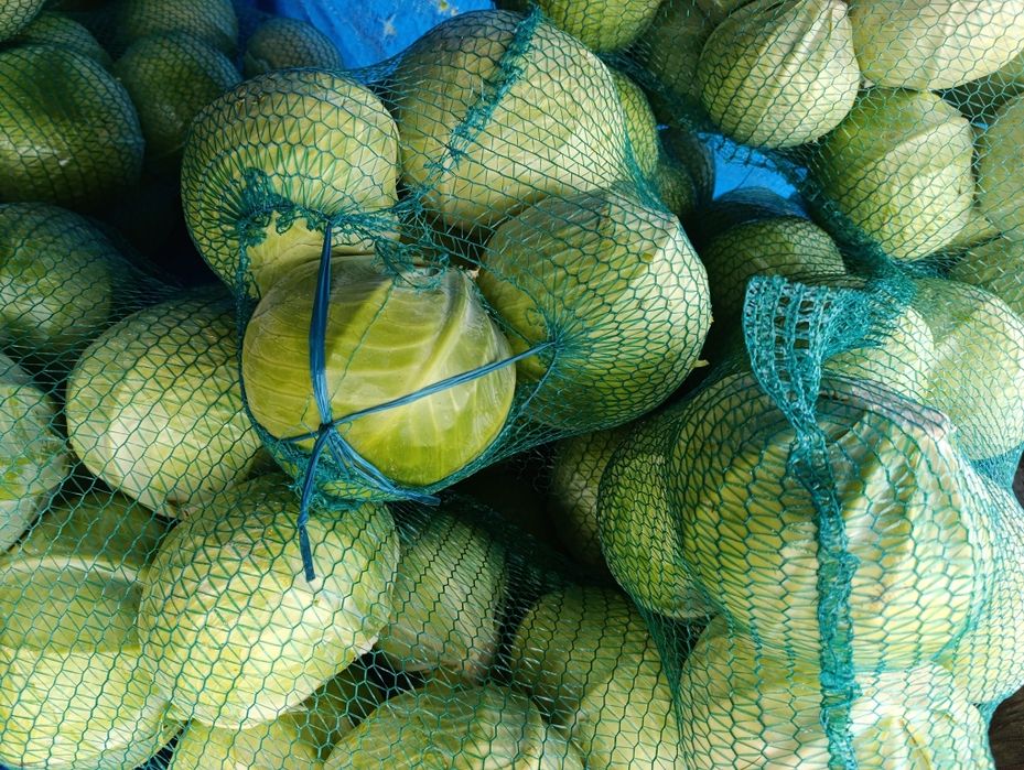 Капуста пізня Альбатрос ОПТ