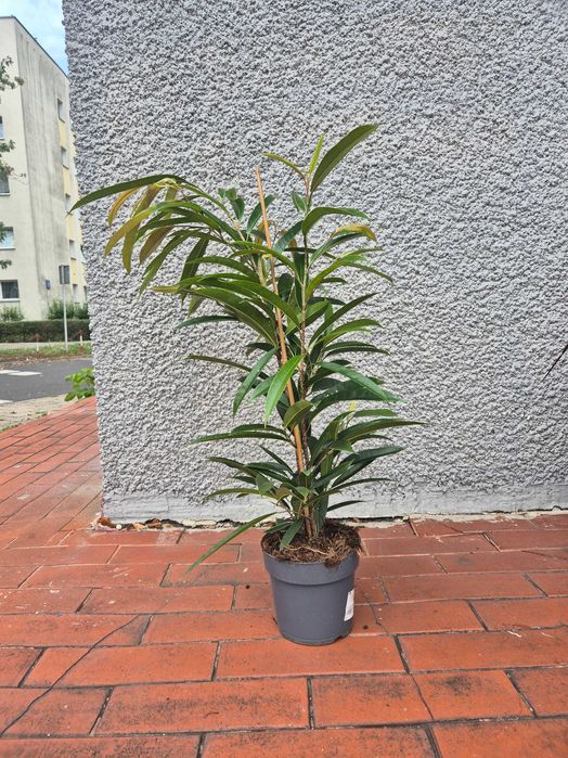 Ficus binnendijkii 'Amstel King' d17 h80cm