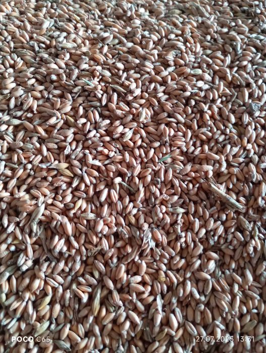 Sprzedam pszenżyto, pszenice