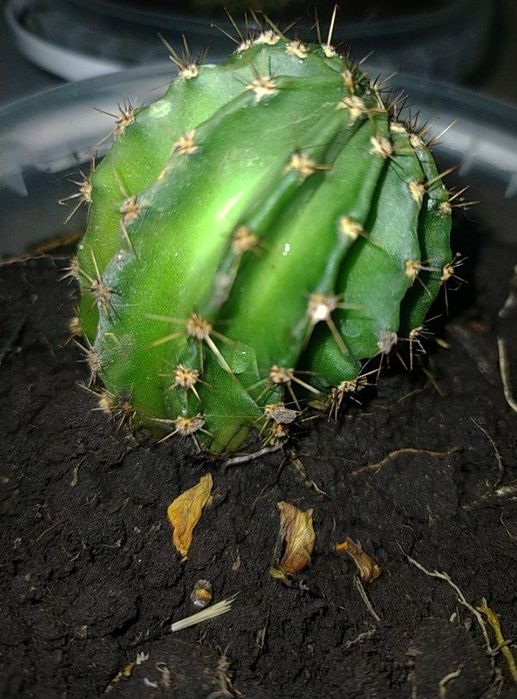 Кактус эхинокактус