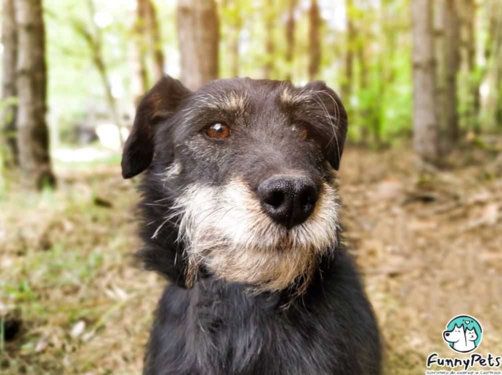 Nie pozwólmy, aby schronisko było ostatnim "domem" Sida...