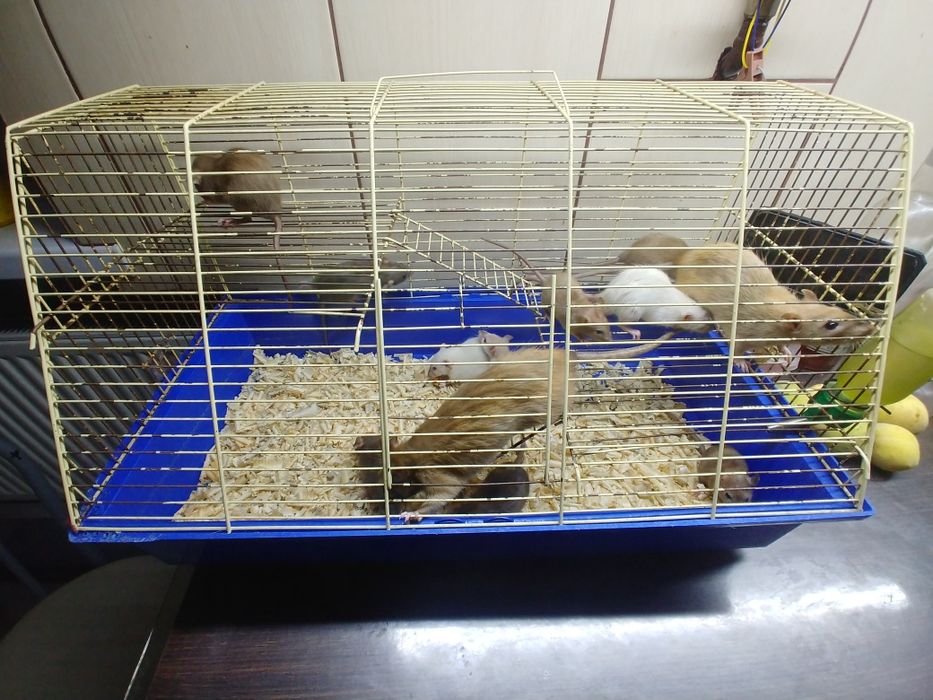 Декоративные крысы Дамбо