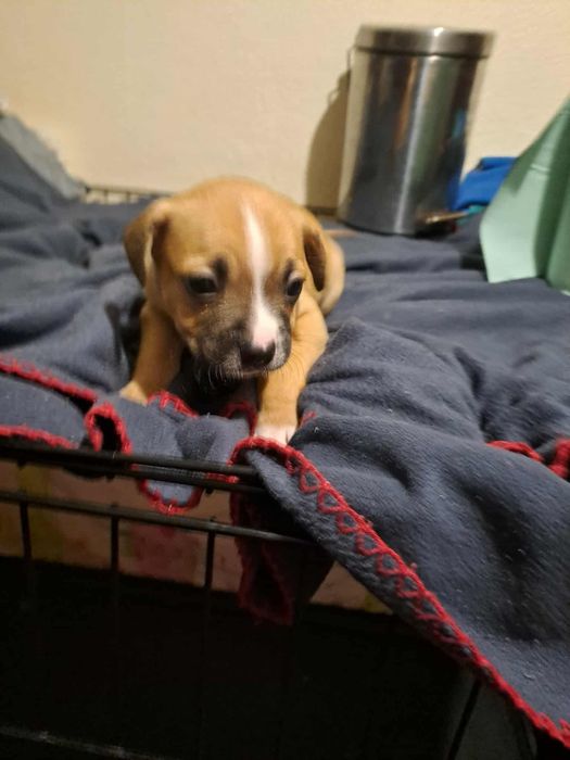 Отдам щенков в хорошие руки