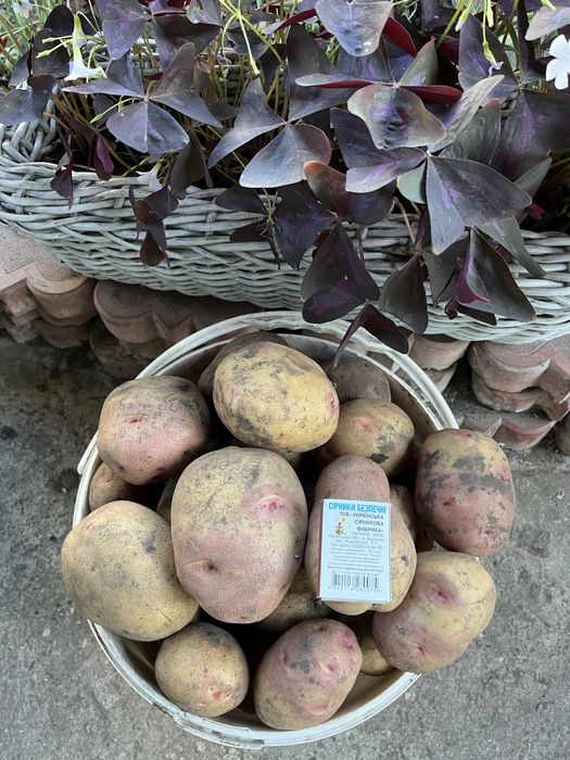 Продам картоплю Чевона шапочка