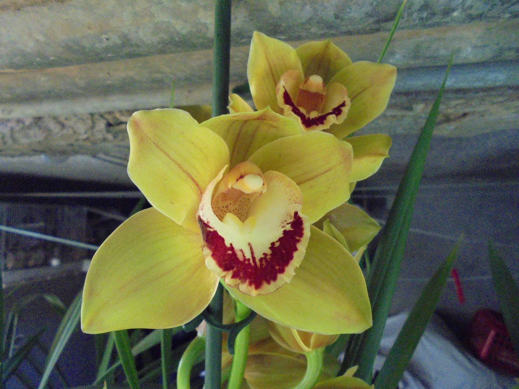 Orquídeas de flor grande, ler descrição
