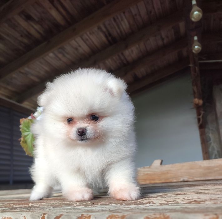 FCI Pomeranian Szpic miniaturowy