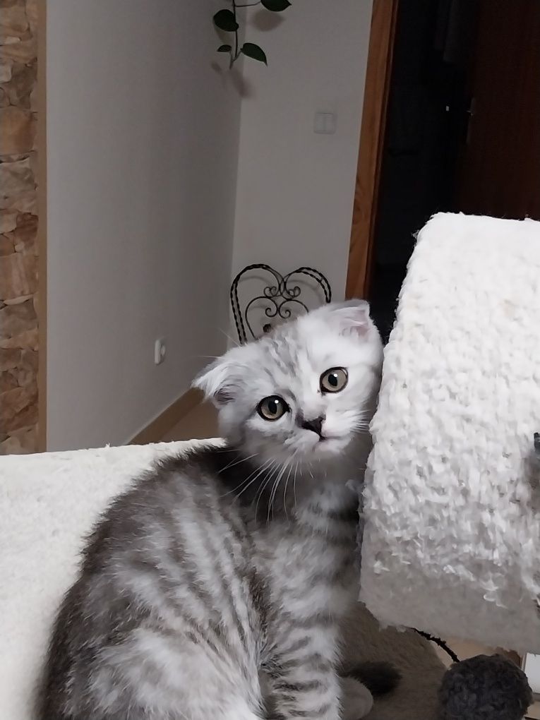 Gatinho Scottish Fold