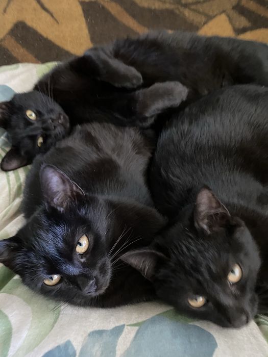 Кіт кішка кошенятя