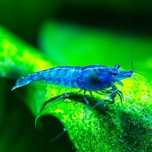 Krewetki blue Velvet