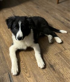 Szczeniaczek Border Collie suczka