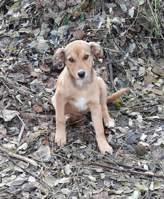 Цуценята в добрі руки