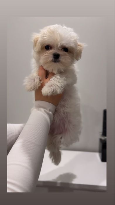 Maltanka z rodowodem - mama medalistka, tata champion Polski