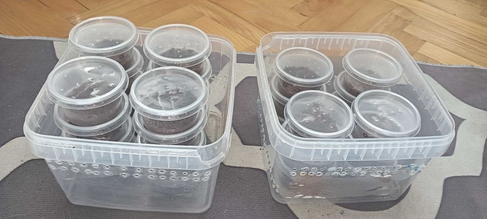 L1 murinus usambara mini hurt