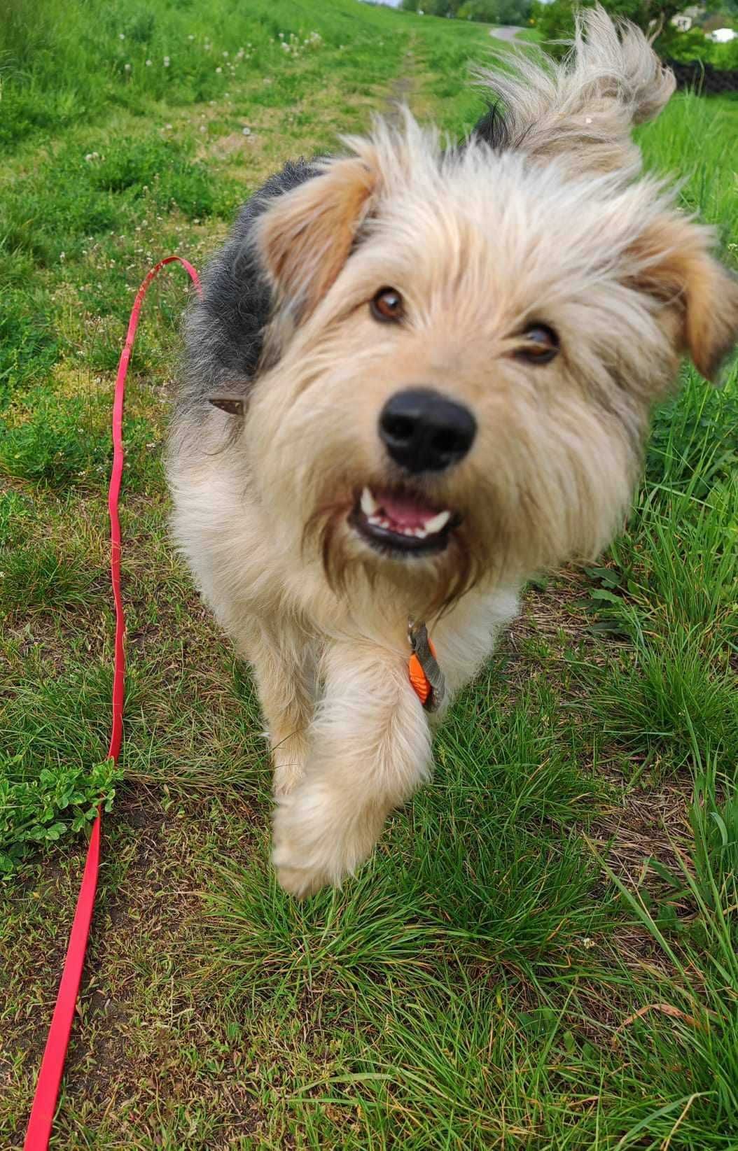 Omax poleca się do adopcji!