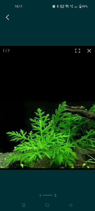 Roślina Akwariowa Hygrophila difformis Nadwódka zmienna PAPROĆ WODNA s