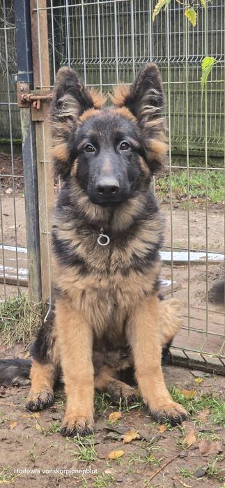 Owczarek niemiecki długowłosy samiec oddam tanio