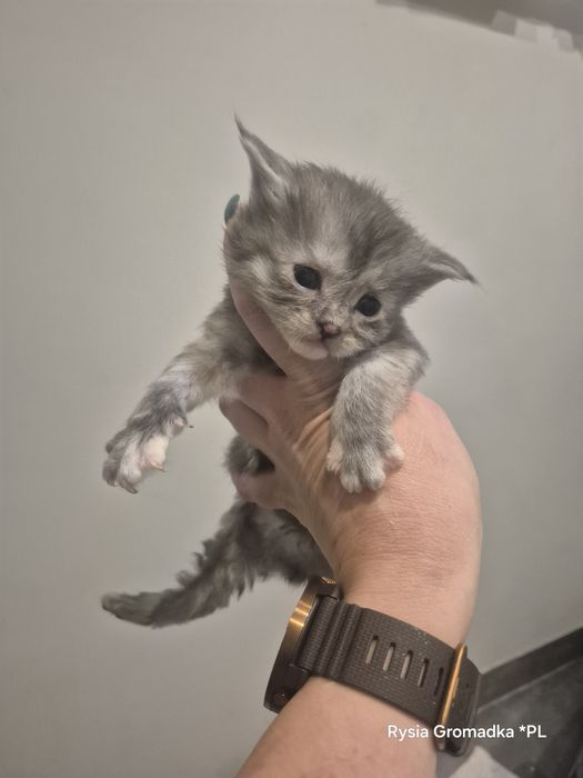 Kotka rasy Maine coon!
