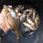 Karp kroczek w sprzedaży