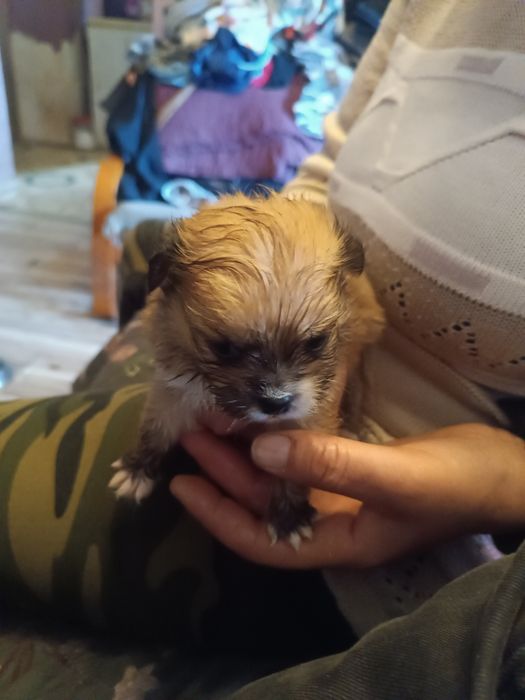 Oddam Pieski za darmo kundelki