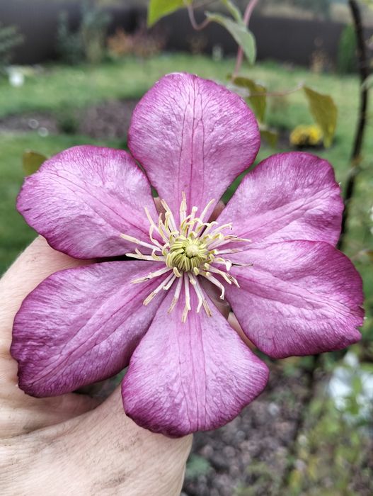 Клематис 150 грн