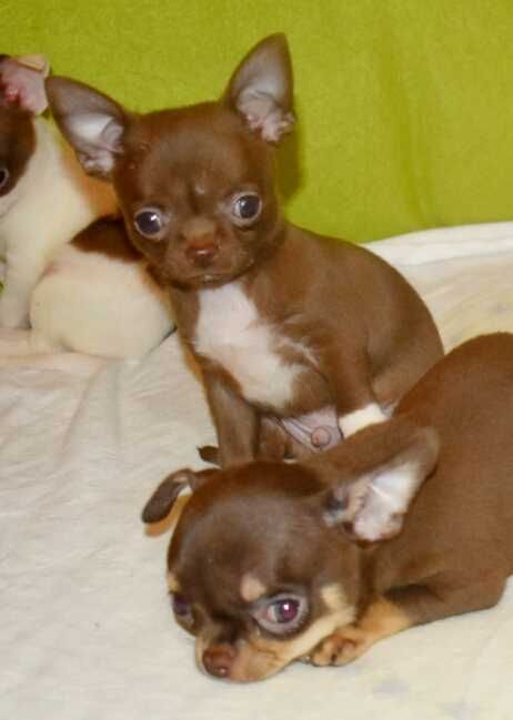 Готові до продажу дітки Чіхуашек.