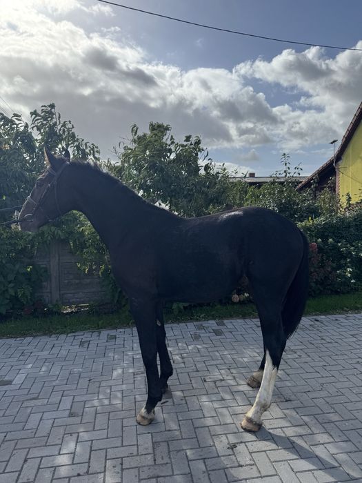 Ogierek skarogniady połtora roczny śląski