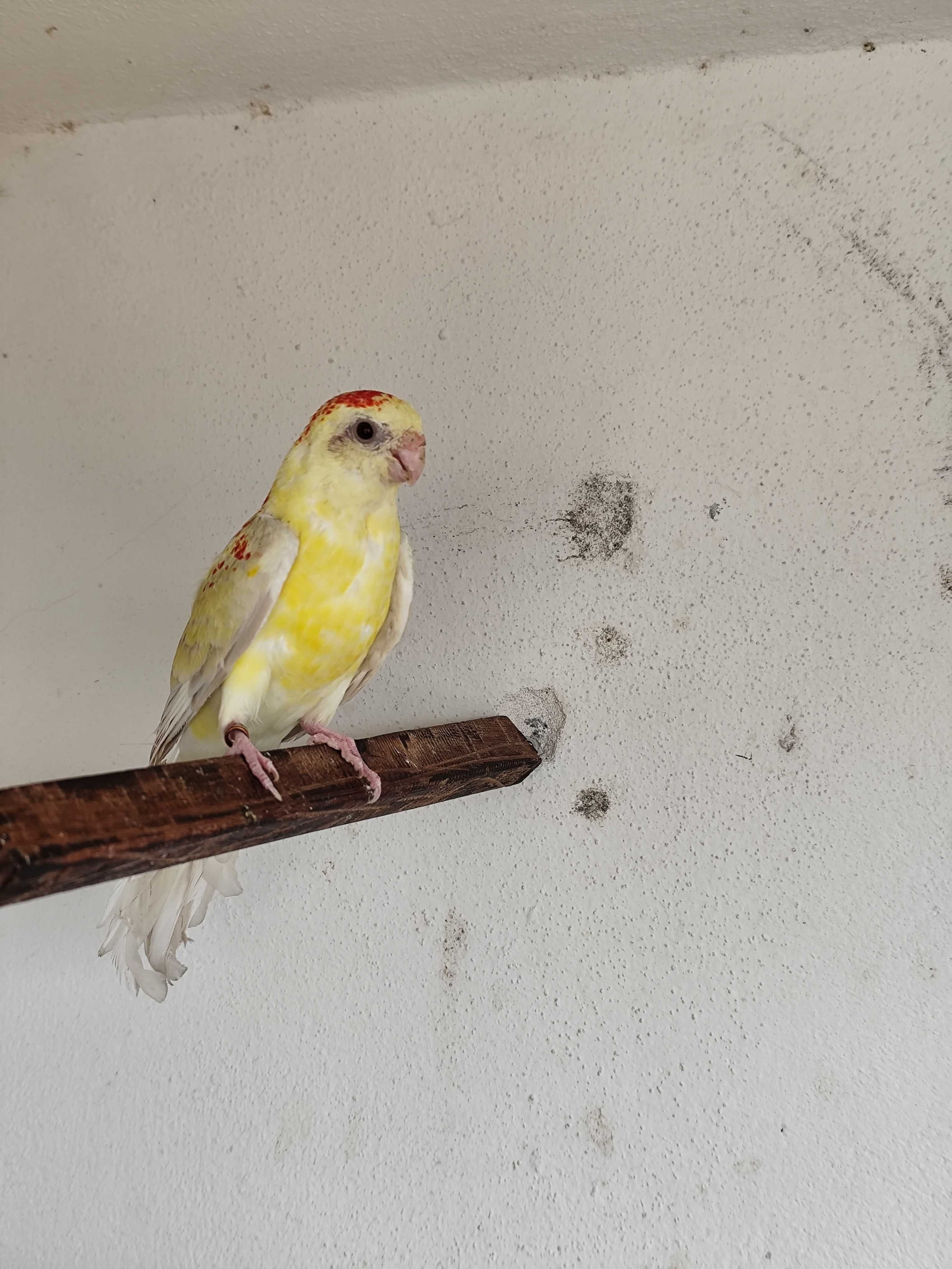 Red rumped para venda