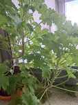 Geranium anginka kwiatek w doniczce