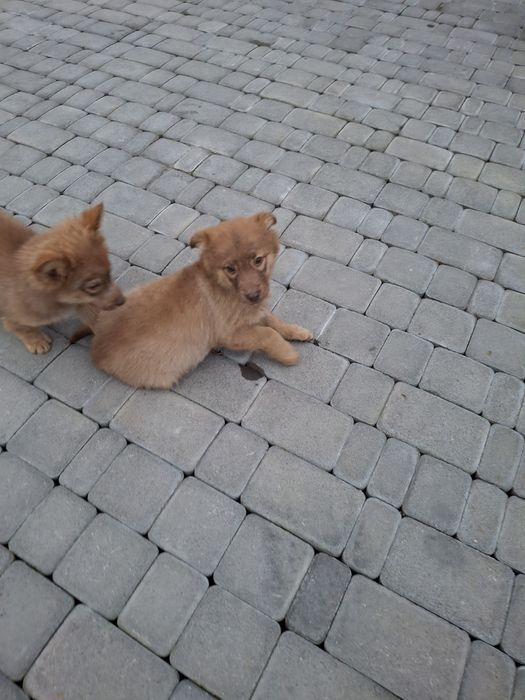 Дівчинка -середньої ваги дворняжечка- безкоштовно