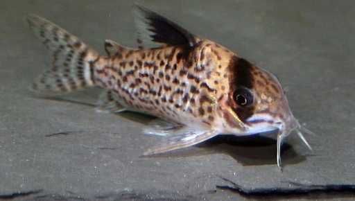 Kirys leucomelas
