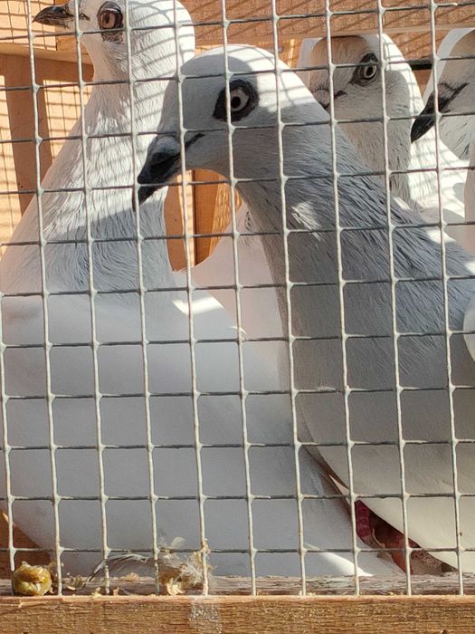 Gołębie Jasne na białych ogonach