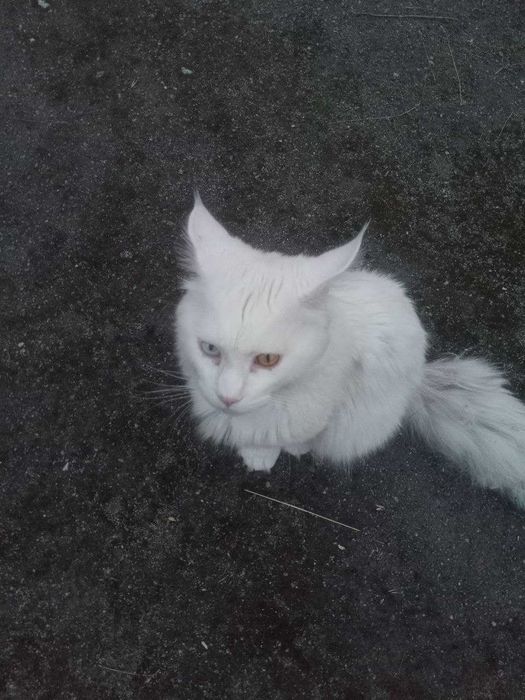 ПРОПАВ КІТ КРЕМЕНЧУК! винагорода $ тому хто знайде