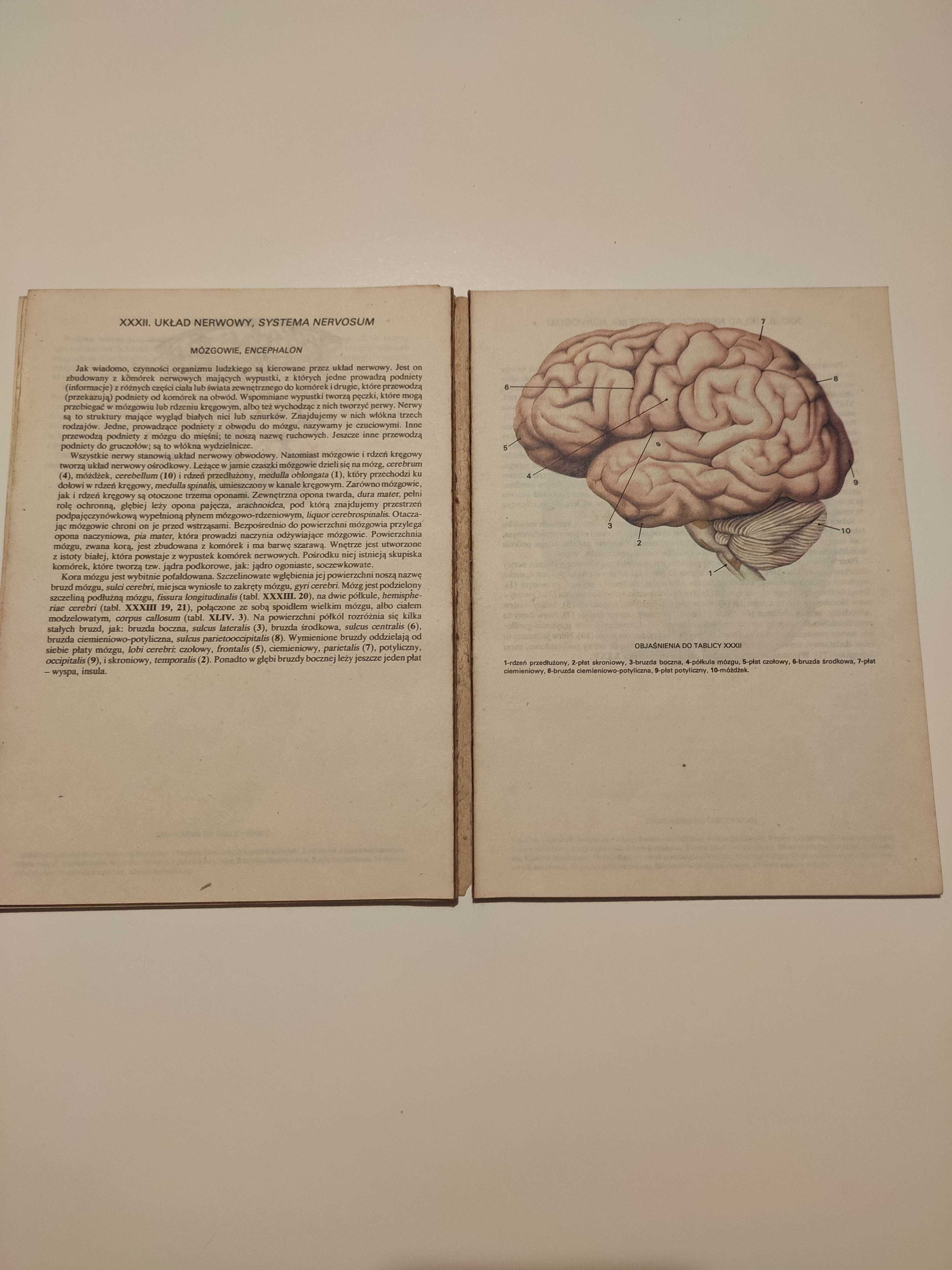 Mały atlas anatomiczny Witold Sylwanowicz 1984