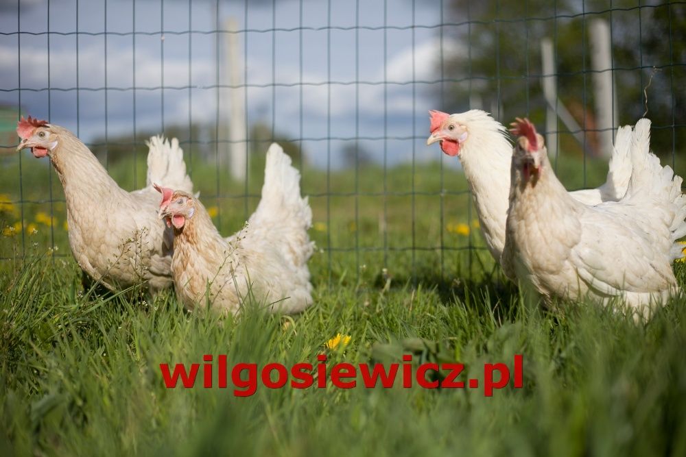 Kury nioski Tetra tintet z jajkiem