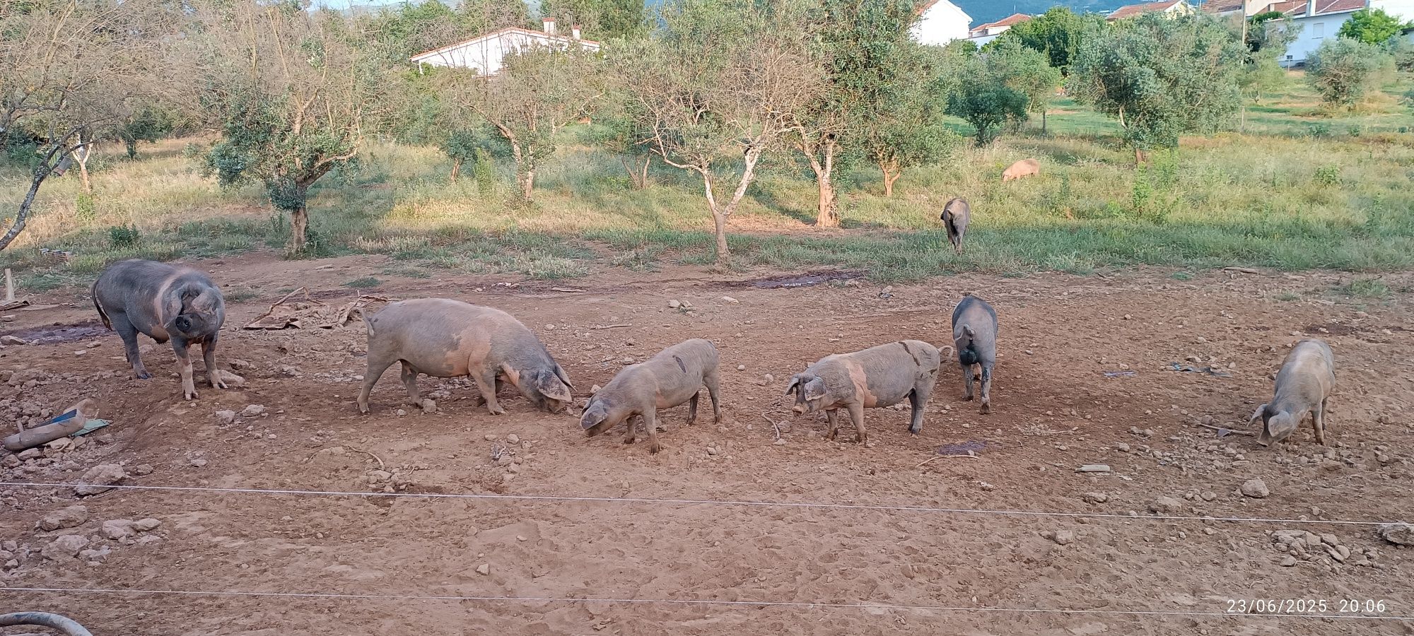 Porcos e Leitões Bisaro
