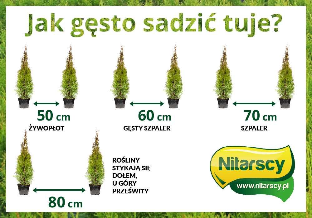 Tuja Szmaragd 100 cm PRODUCENT 3L DONICA