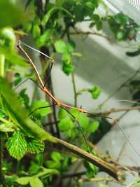 Patyczaki Lonchodiodes sp. Ilocos