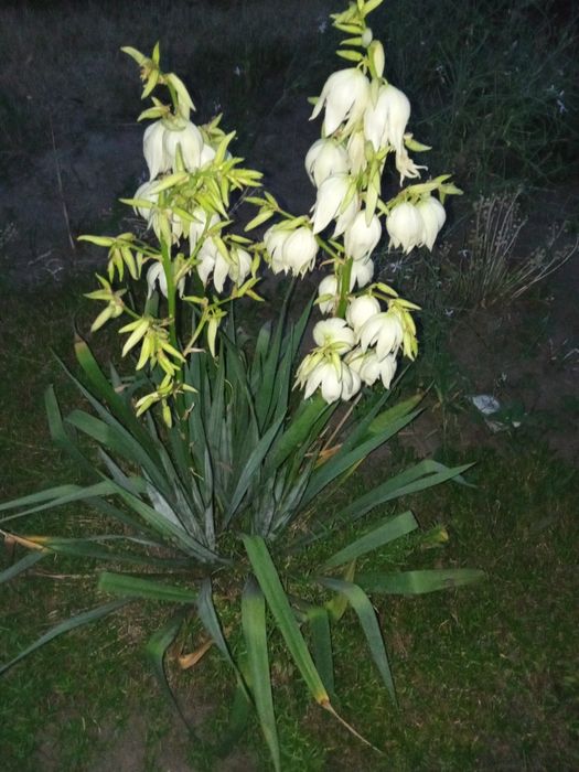 Лілія ,юка продам