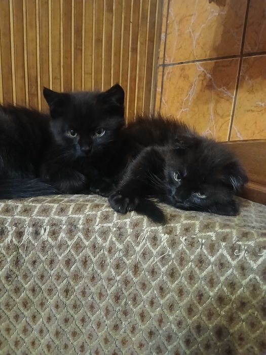 Грайливі кошенятка