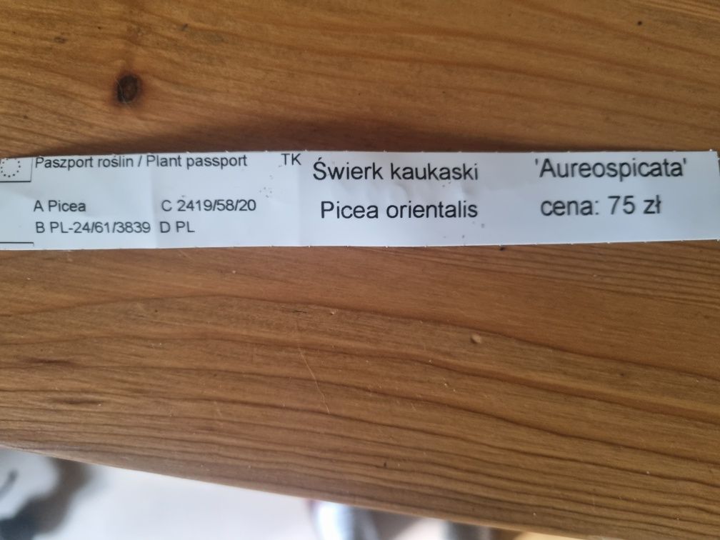 Swierk kaukaski aureospicata