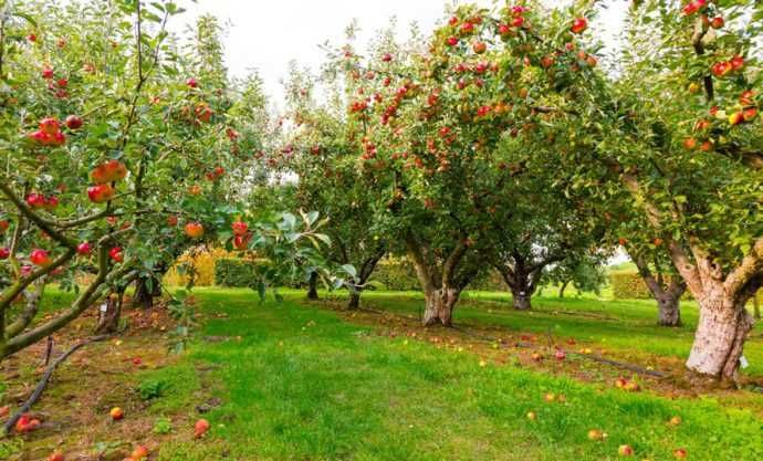 Obornik Granulowany Bydlęcy 20L FloroVit ProNatura Nawóz Organiczny