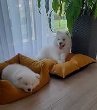 Samoyed Samojed suczka ostatnia!