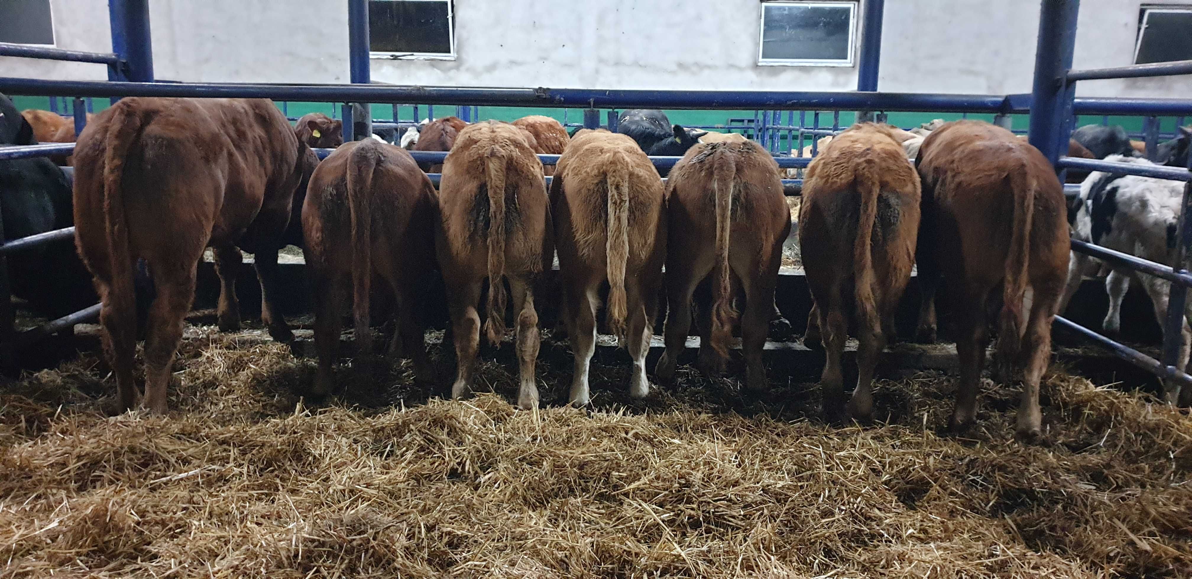 byczki odsadki mięsne Limousin