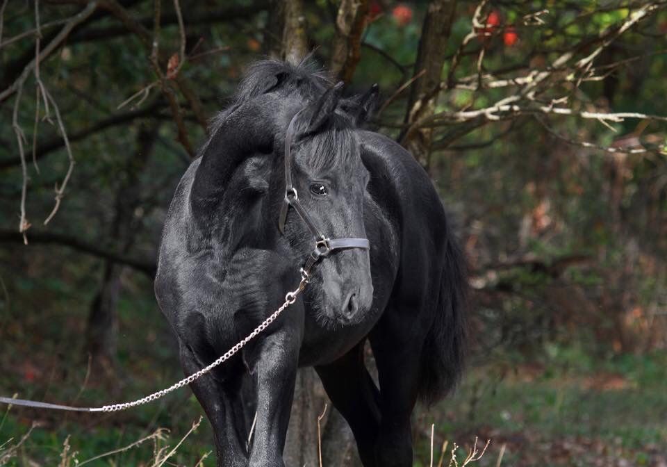 Фриз жеребенок 1 год с документами