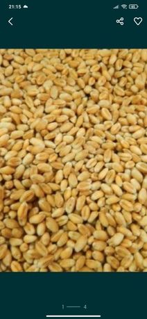 Пшениця,кукурудзу,ячмінь,горох, висівка 5.5-6 грн/кг картоплю 10-11грн