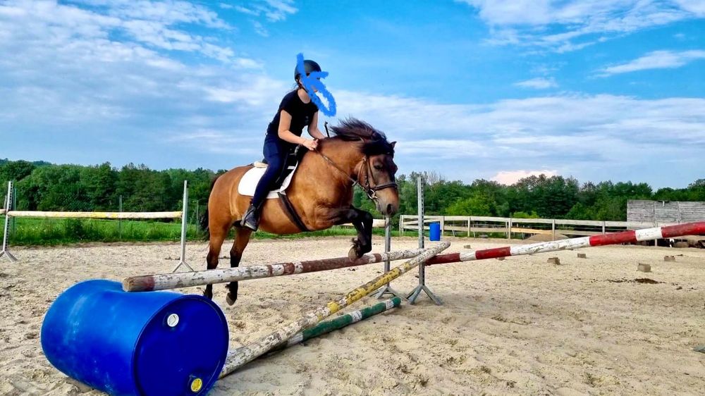 Portan  wałach kuc hucuł