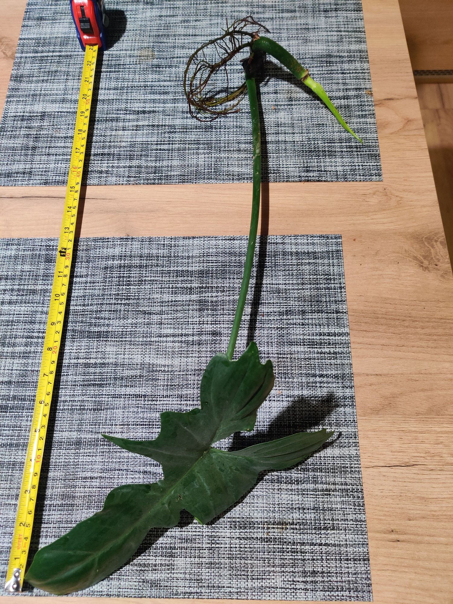 Philodendron green dragon