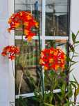 Epidendrum radicans - Orquídea envasada