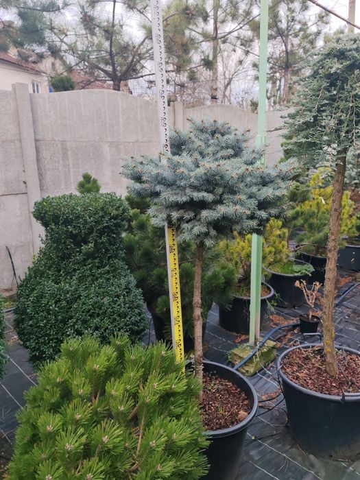 Штамбові  рослини